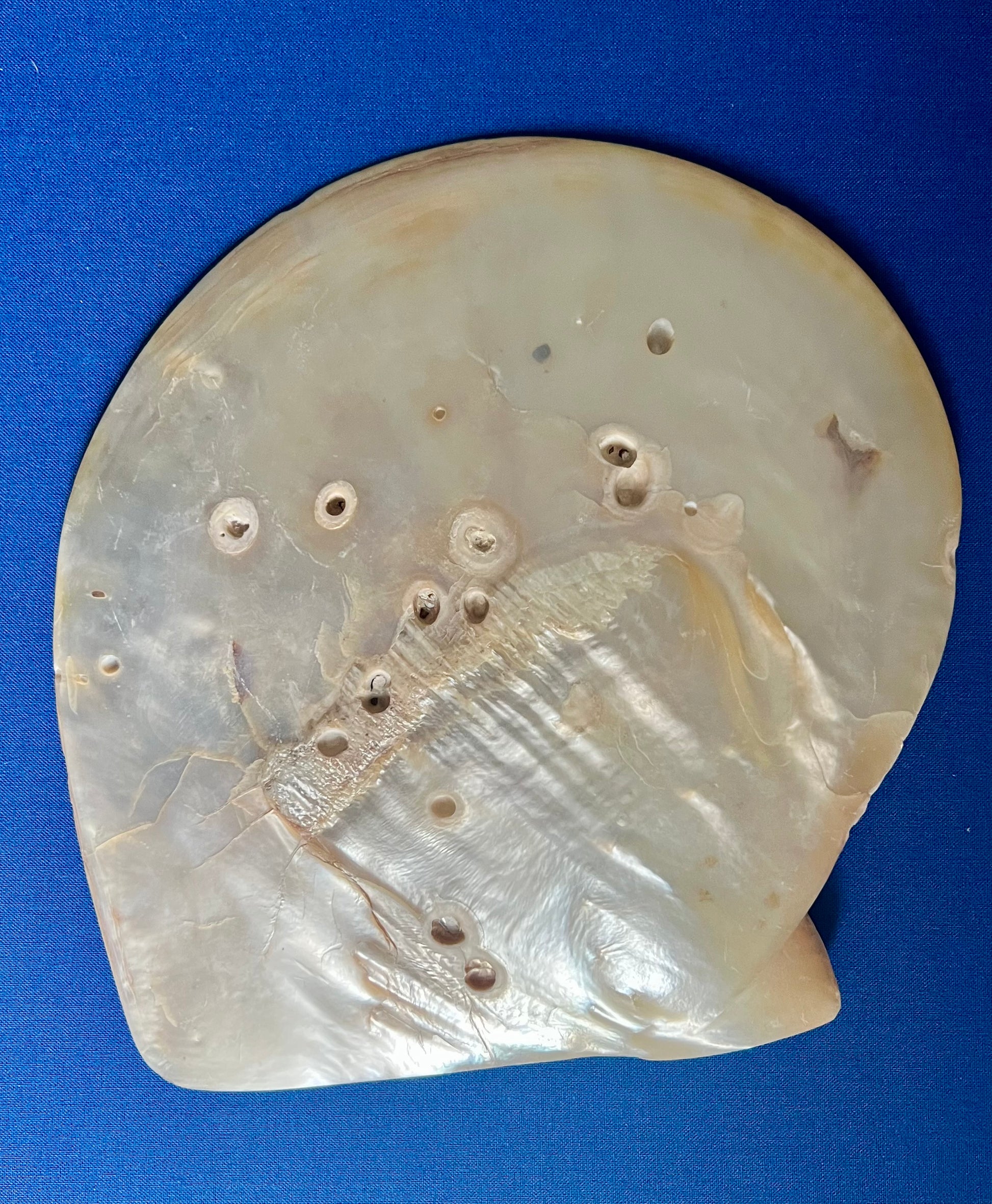 Set of 14 Polished Mother of Pearl Plates and Dishes