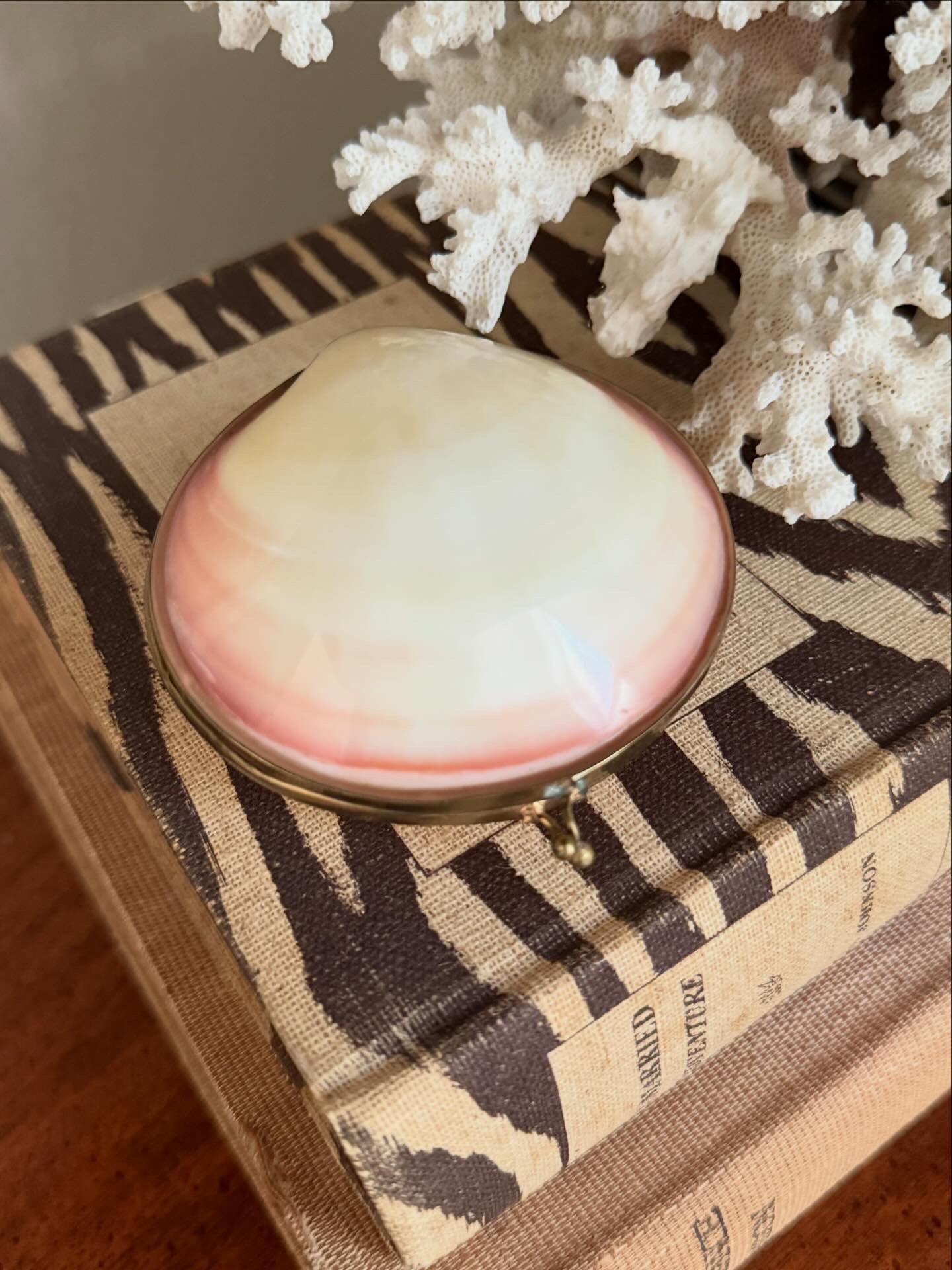 Polished Clam Shell Coin Purse