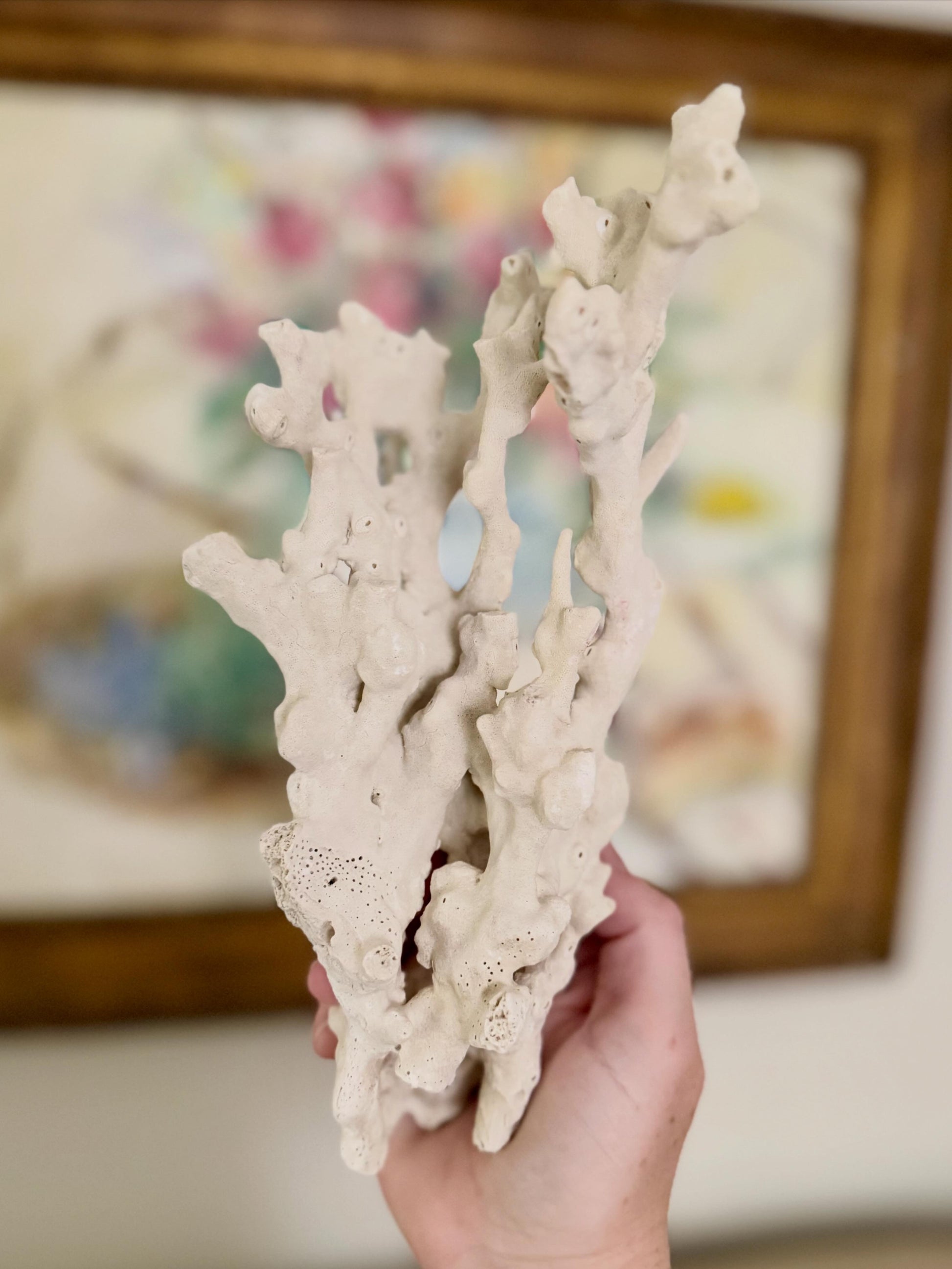 Natural Coral Cluster