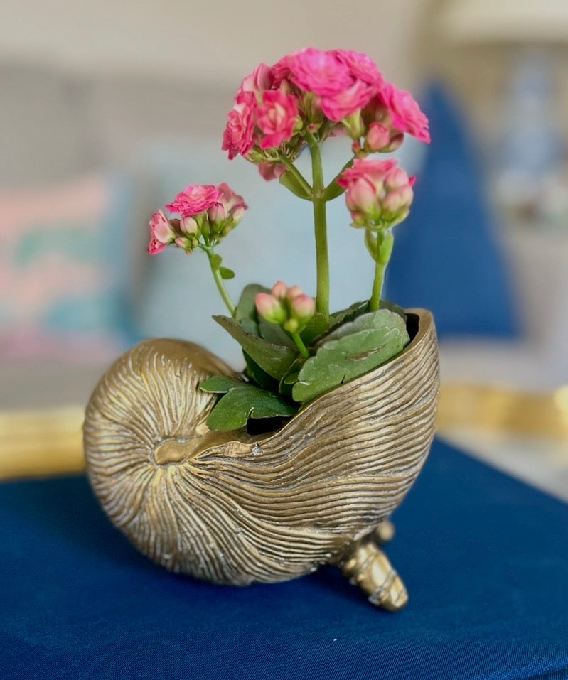 Brass Nautilus Shell Cachepot