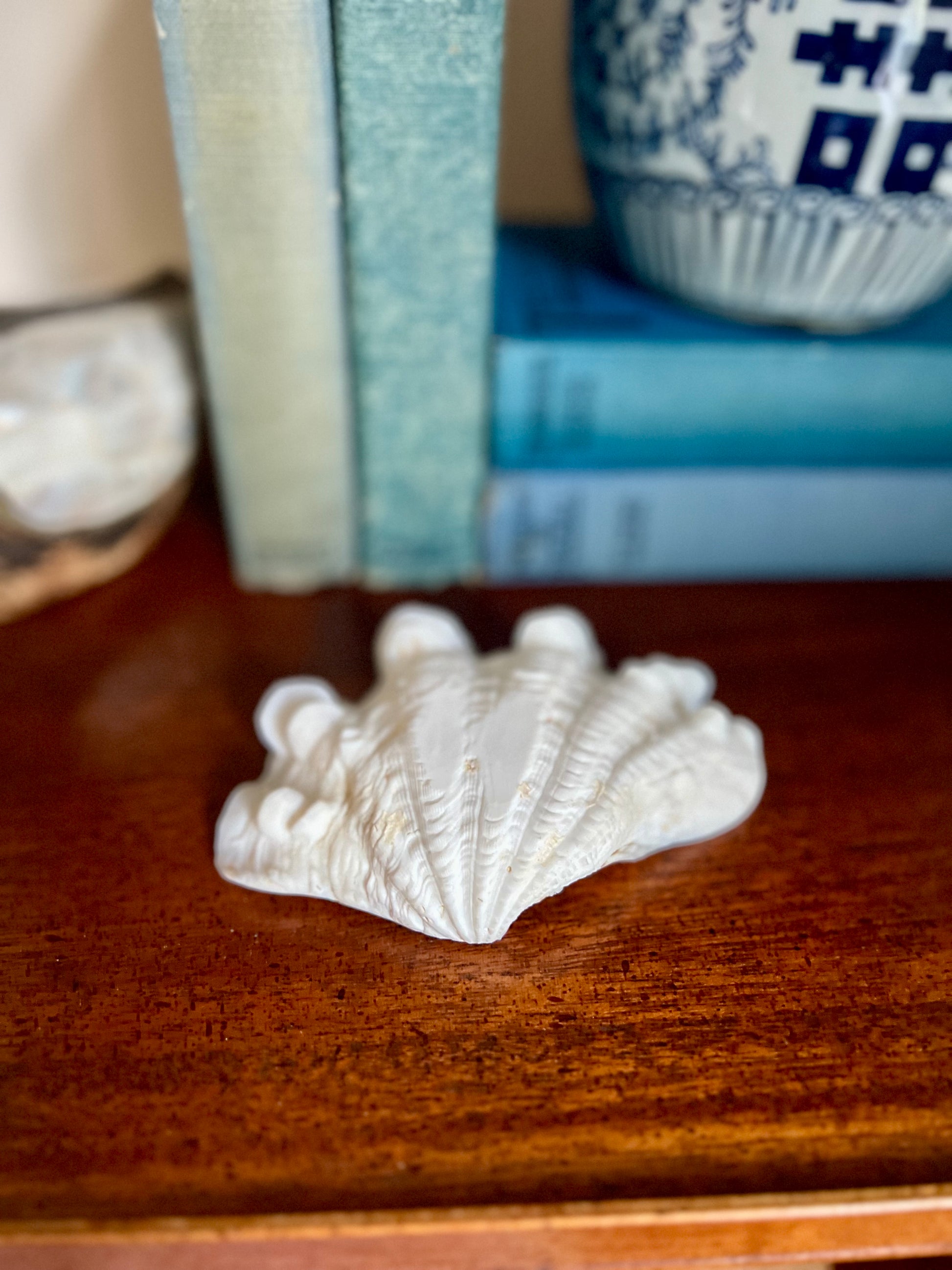 Natural Clamshell Trinket Dish