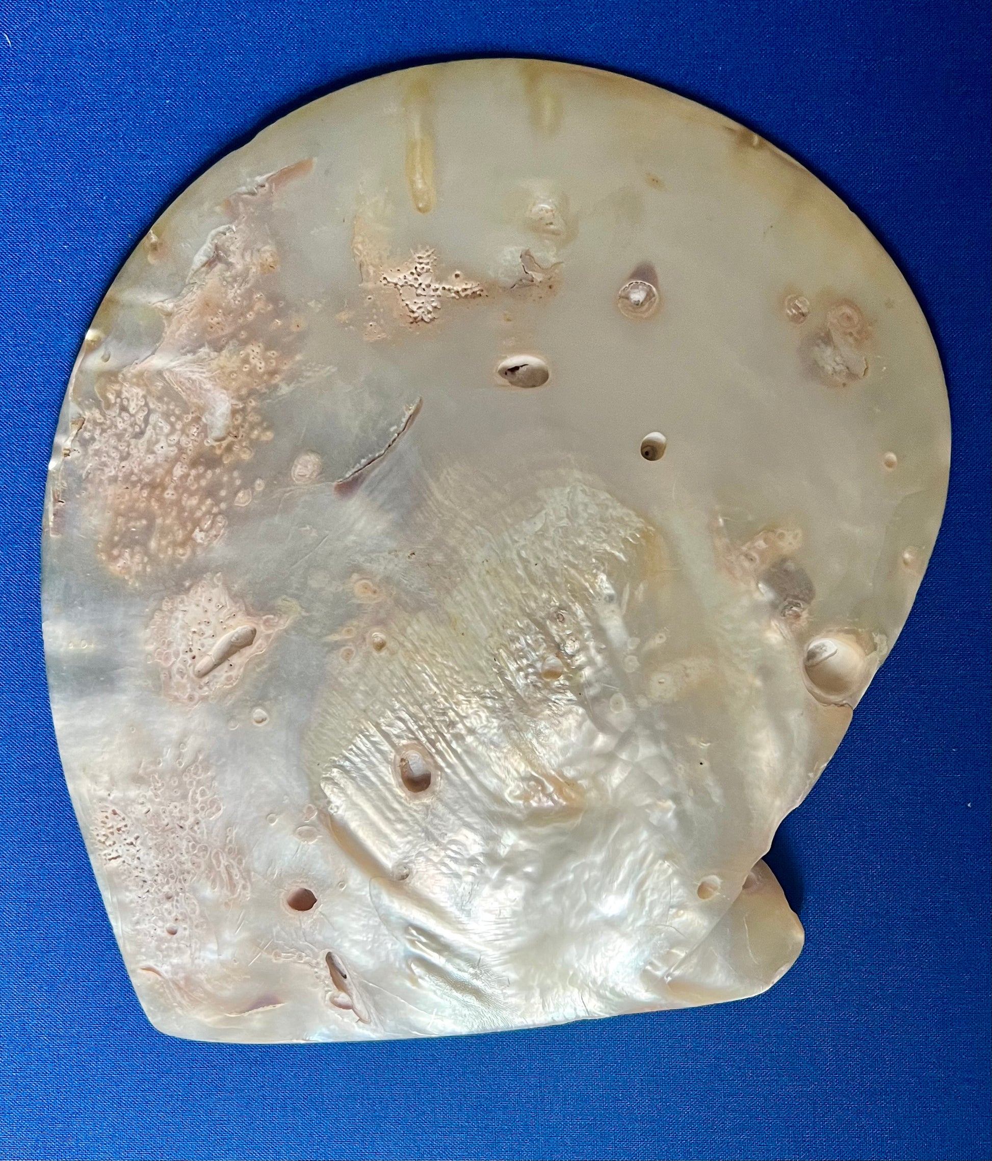 Set of 14 Polished Mother of Pearl Plates and Dishes