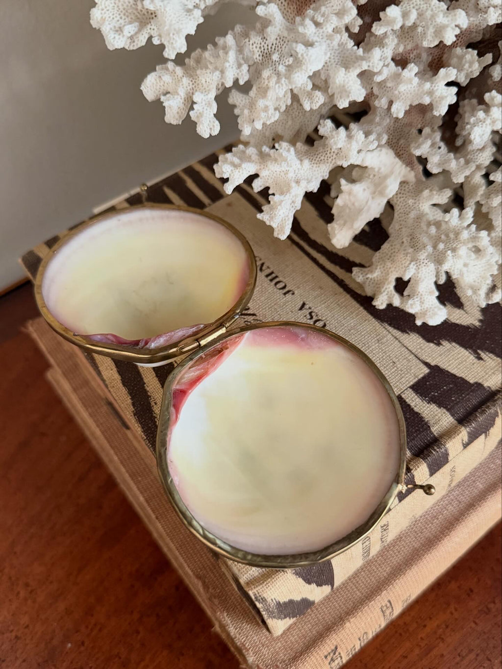 Polished Clam Shell Coin Purse